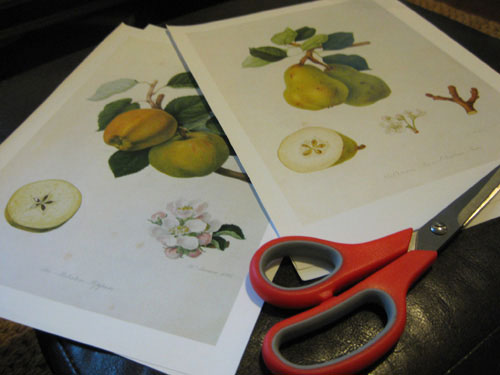 botanicals-from-hooker-book-cut-outs-project