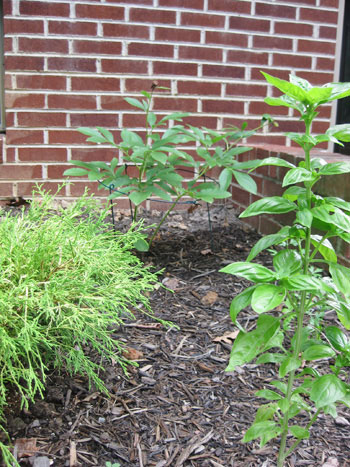 Garden Growing Basil