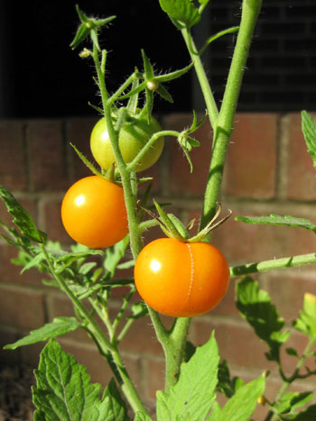 Garden Grown Cherry Tomatoes