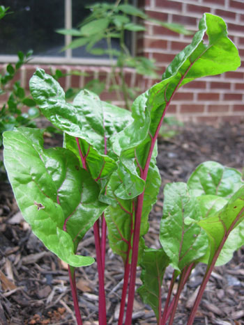 Garden Growing Swiss Chard