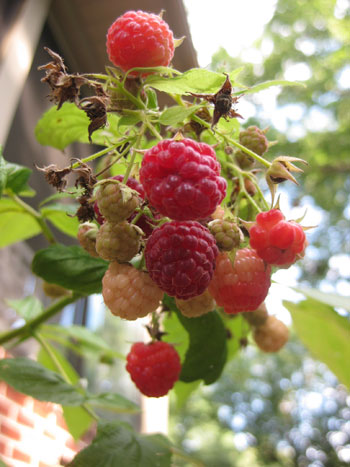 Garden Grown Raspberries