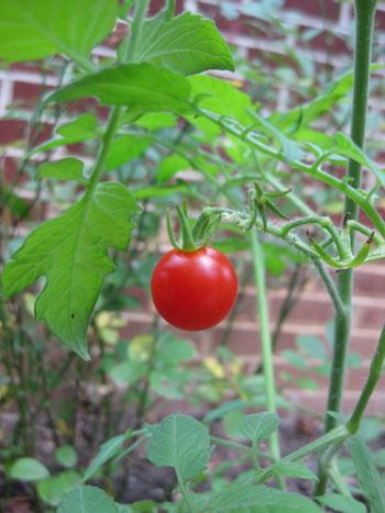 Garden Vegetable Charry Tomatoes