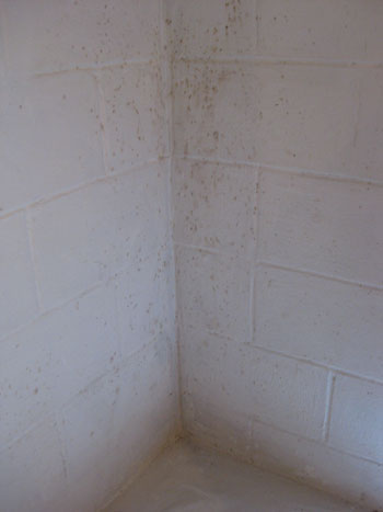 Waterproofing A Basement And Getting Rid Mold & Mildew Is No Easy