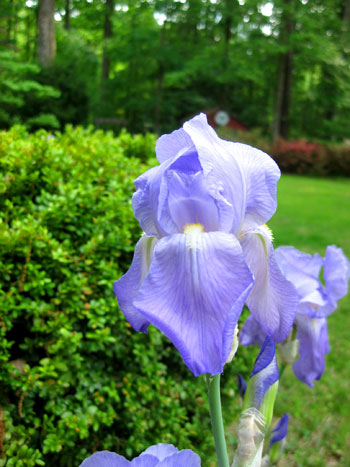 Garden Iris