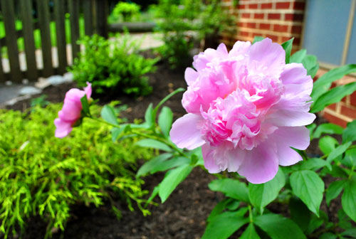 Garden Peony