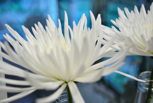 AugBlooms Spider Mums