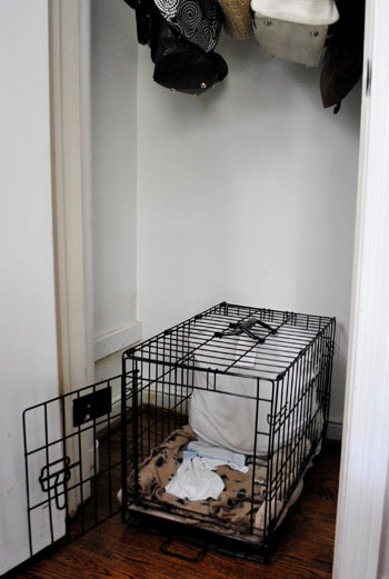 Should I Put My Dog's Crate in My Bedroom?