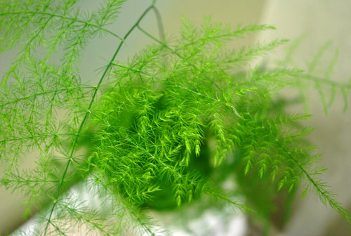 Asparagus Fern 4