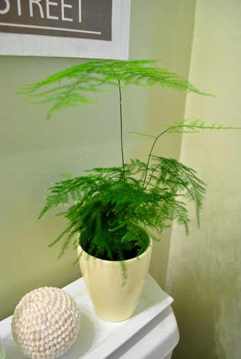 Asparagus Plant Bathroom3