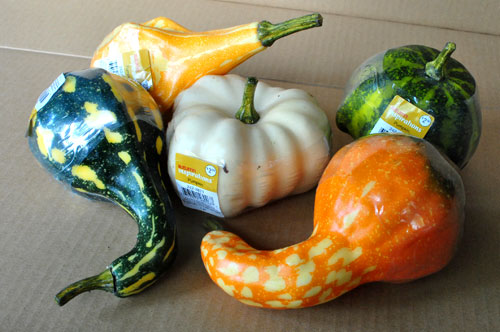 Gourds Before Spraying