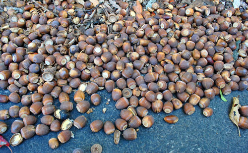 Cleaning Acorns