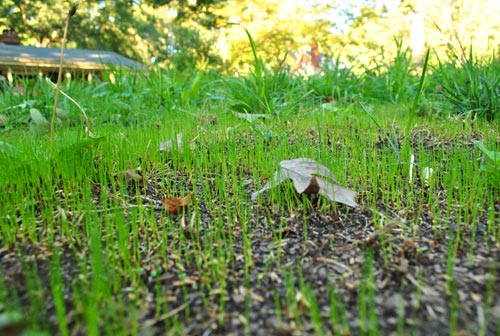 Cleaning Grass Growing