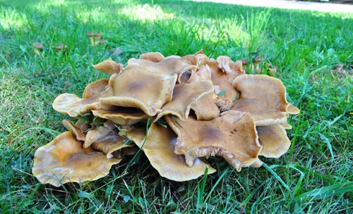 Mushroom Grossness