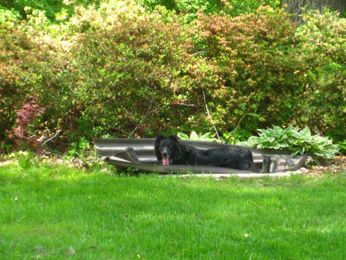 Moving Sale Dog In Pond