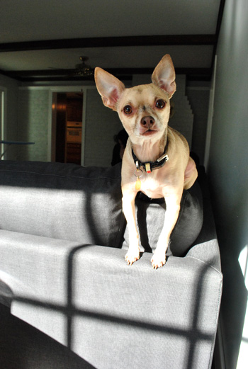 chihuahua sitting atop ikea sectional sofa Karlstad in sunlight