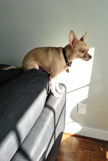 chihuahua sitting atop ikea sectional sofa in sunlight