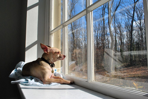 Burger Window Sill