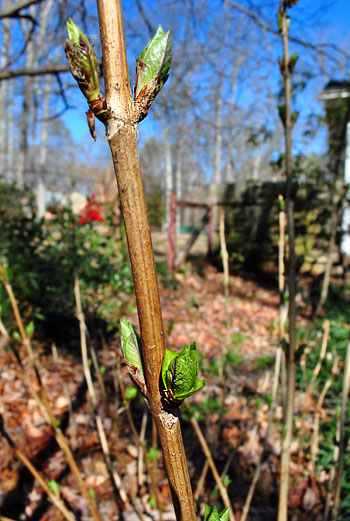 Sprung Hydrangea Bulbs