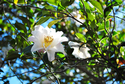 Sprung Tree Blossom