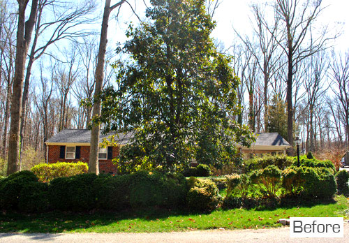 Before Photo of Front Yard With Large Overgrown Magnolia Tree