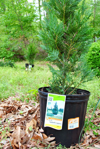 cypress trees for privacy