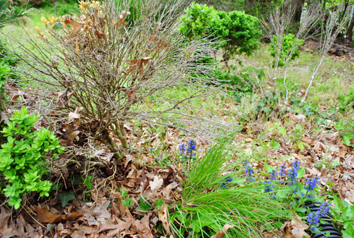 Cypress Dead Boxwoods