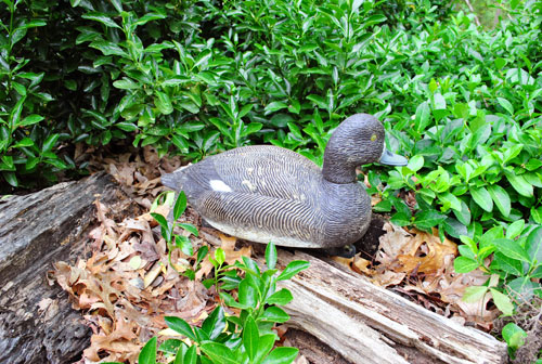 Cypress Duck