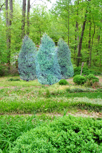 cypress trees for privacy