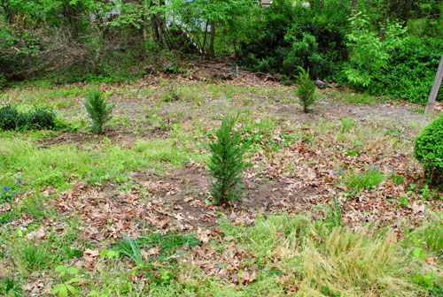 Cypress Planted After