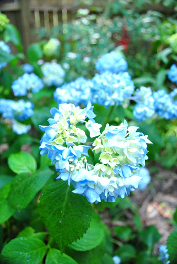 Hydrangeas Close