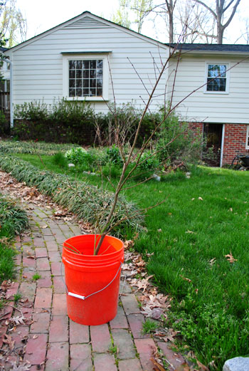 Maple Getting Planted