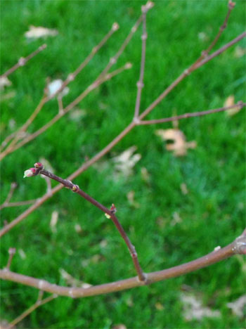 Maple No Buds