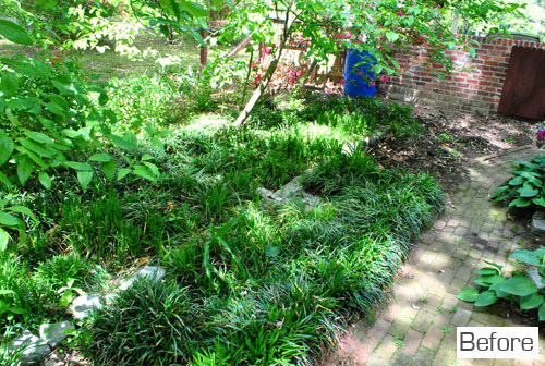 Before Photo Of Side Yard Overgrown With Liriope Grass
