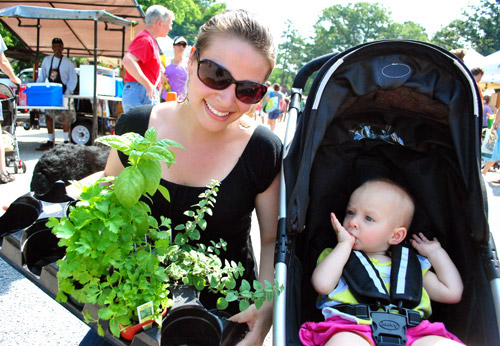 Herbs At Market