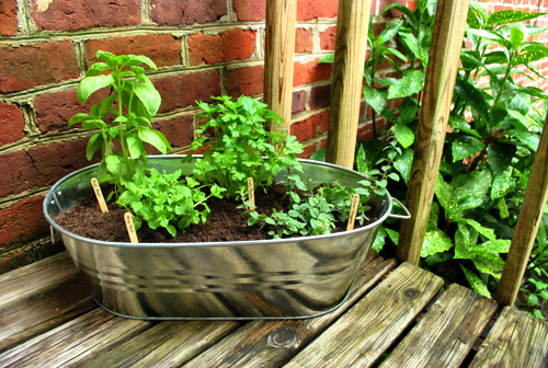 Herbs On Balcony