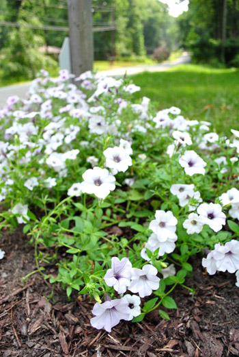 Mailbox Flowers Close Up