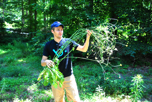 Mailbox John Giant Weed