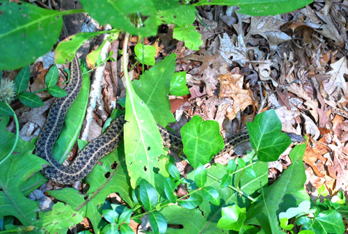 Mailbox Snake