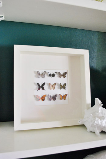 Make a faux taxidermy butterfly shadow box - Magical Daydream