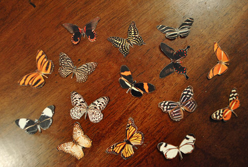 Butterflies All Cut Out