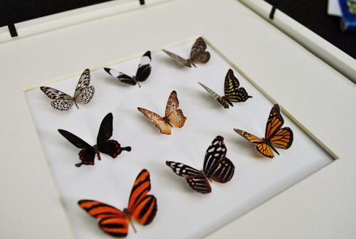 https://images.younghouselove.com/2011/08/Butterflies-All-Glued.jpg