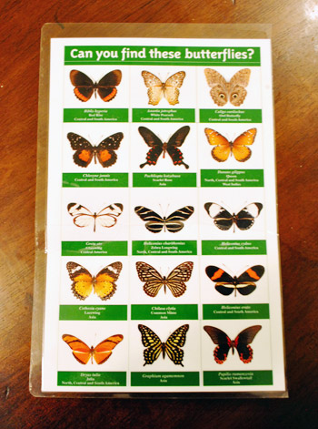 Butterflies Original Sheet