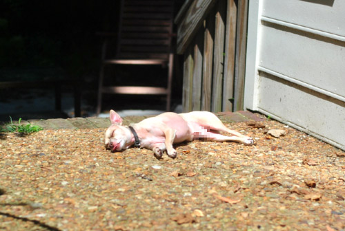 Ikea Burger Sunbathing