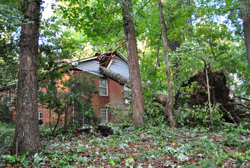 Irene Backyard Neighbor Cru