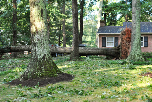 Irene Tree Uprooted
