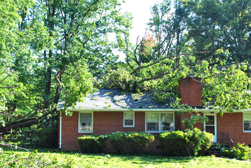 Irene Tree On House