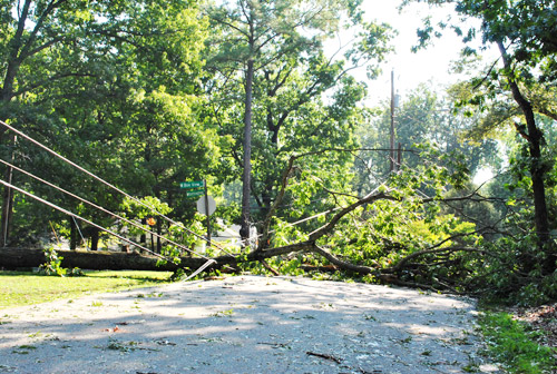 Irene Tree On Powerlines