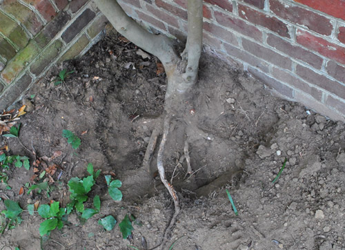 Tree Roots Dug Up