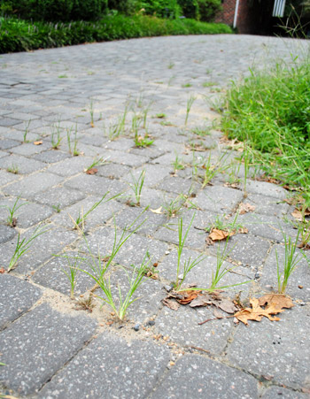 Tree Weeds Still There