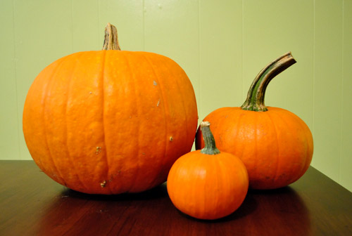 Morning Pumpkin Mini Pitcher – Simply Adorable Creations